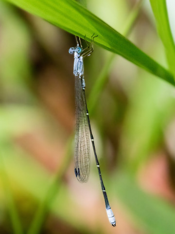 Large Wiretail (Labidiosticta vallisi)